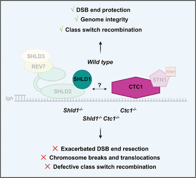 CST Is Epistatic With Shieldin to Limit DNA Double-Strand Break End Resection and Promote Repair During Igh Class Switch Recombination