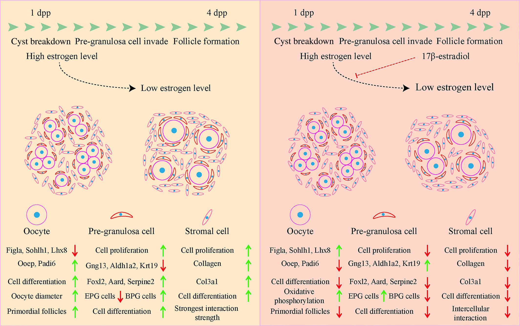 Single-cell sequencing reveals the transcriptional alternations of 17β-estradiol suppressing primordial follicle formation in neonatal mouse ovaries