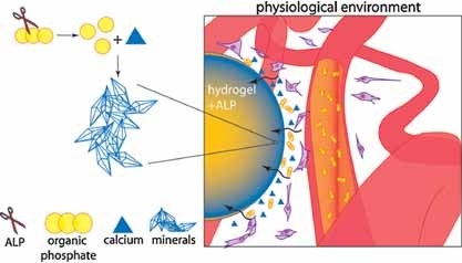 In Vitro and In Vivo Enzyme-Mediated Biomineralization of Oligo(poly(ethylene glycol) Fumarate Hydrogels