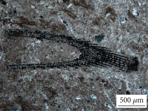 Details are in the caption following the image