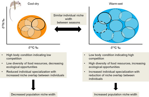 Seasonal isotopic niche of a rodent: High between-individual variation but no changes in individual niche width during the rich-resource period