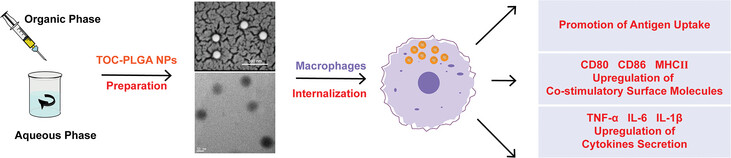 Development of α-Tocopherol Loaded PLGA Nanoparticles and Its Evaluation as a Novel Immune Adjuvant