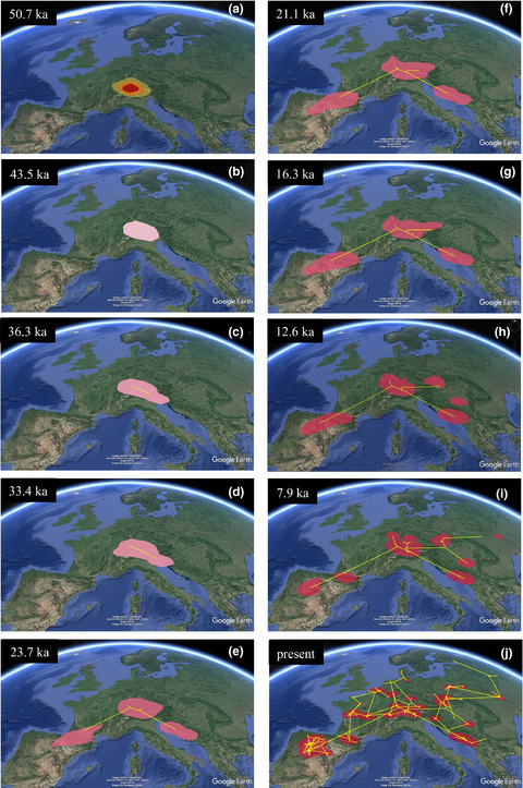 A complex scenario of glacial survival in Mediterranean and continental refugia of a temperate continental vole species (Microtus arvalis) in Europe