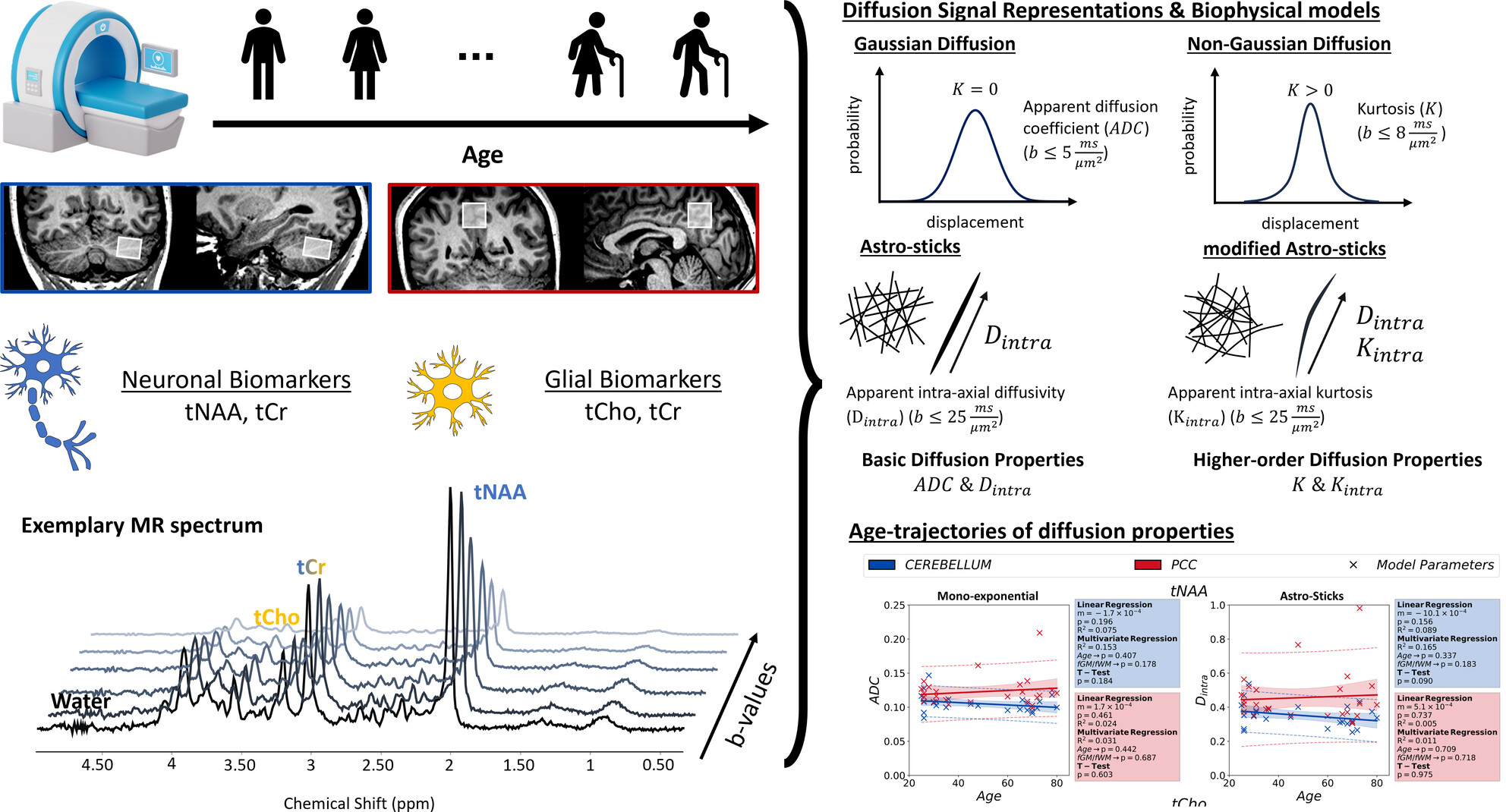 Age-Trajectories of Higher-Order Diffusion Properties of Major Brain Metabolites in Cerebral and Cerebellar Gray Matter Using In Vivo Diffusion-Weighted MR Spectroscopy at 3T