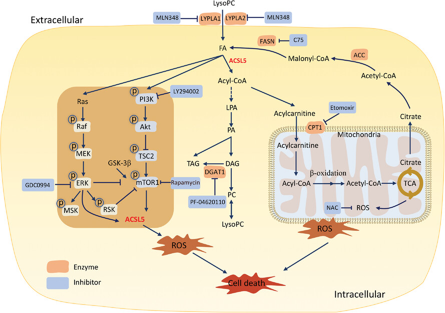 Lysophosphatidylcholine inhibits lung cancer cell proliferation by regulating fatty acid metabolism enzyme long-chain acyl-coenzyme A synthase 5