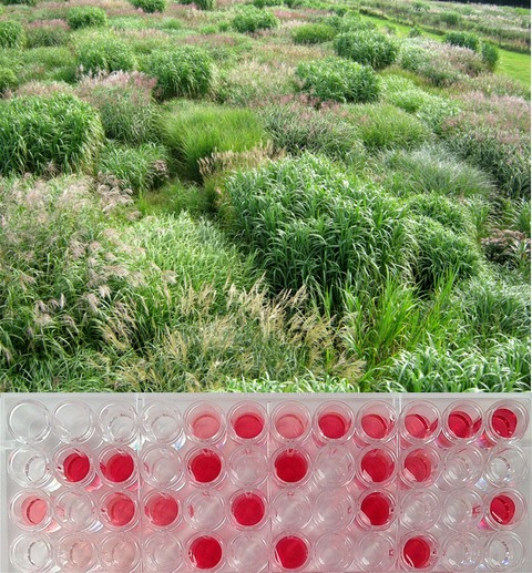 Predicting future biomass yield in Miscanthus using the carbohydrate metabolic profile as a biomarker