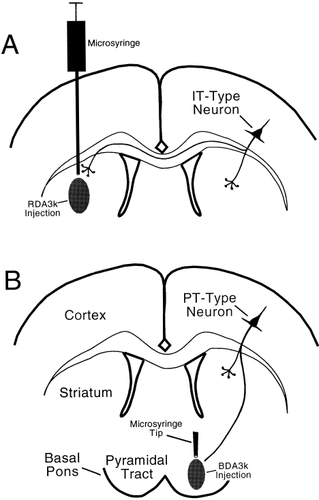 Details are in the caption following the image