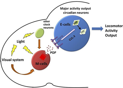 Circadian Rhythms and the Transcriptional Feedback Loop (Nobel Lecture)**