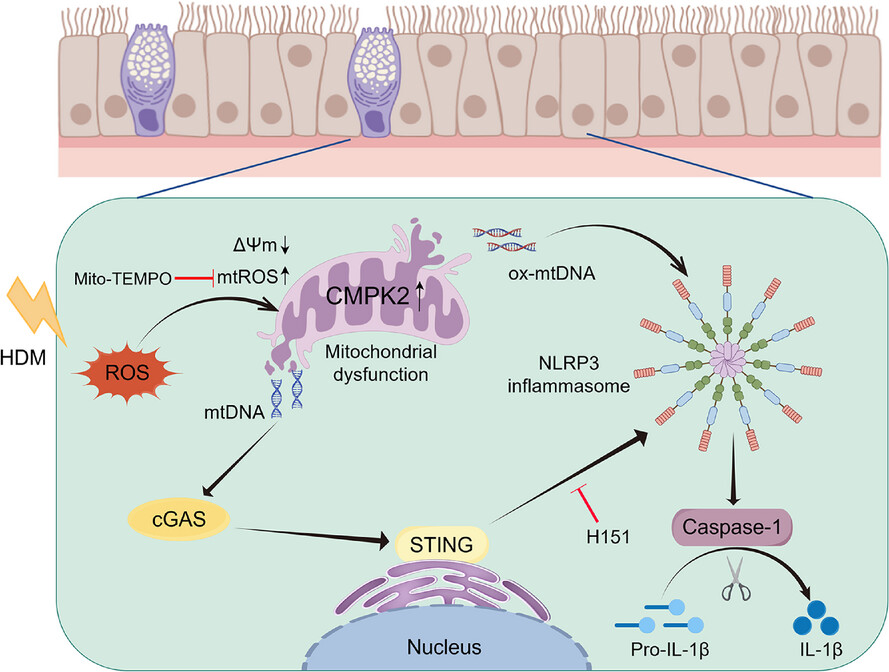 CMPK2 promotes NLRP3 inflammasome activation via mtDNA-STING pathway in house dust mite-induced allergic rhinitis