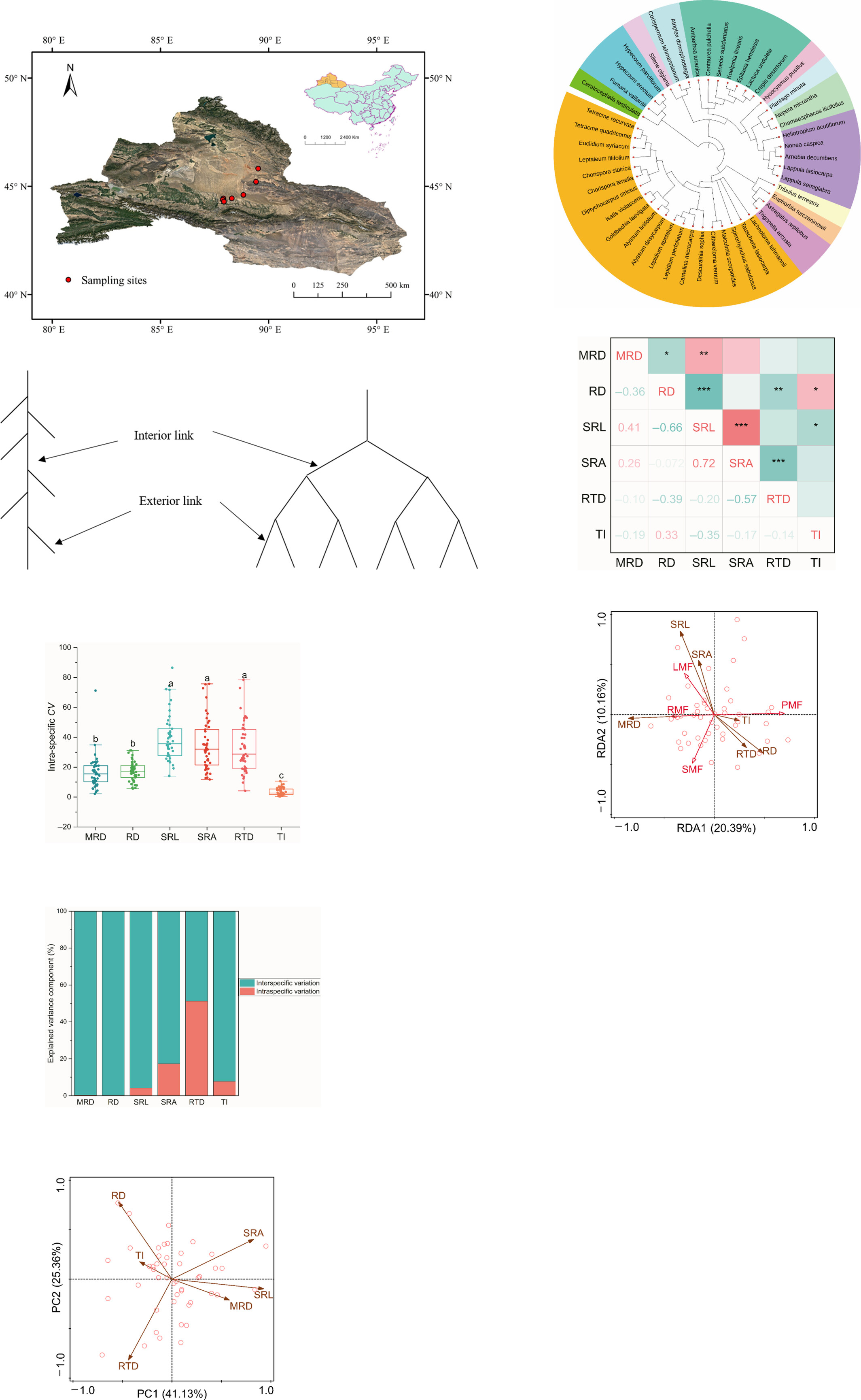 Variations in root architecture traits and their association with organ mass fraction of common annual ephemeral species in the desert of northern Xinjiang