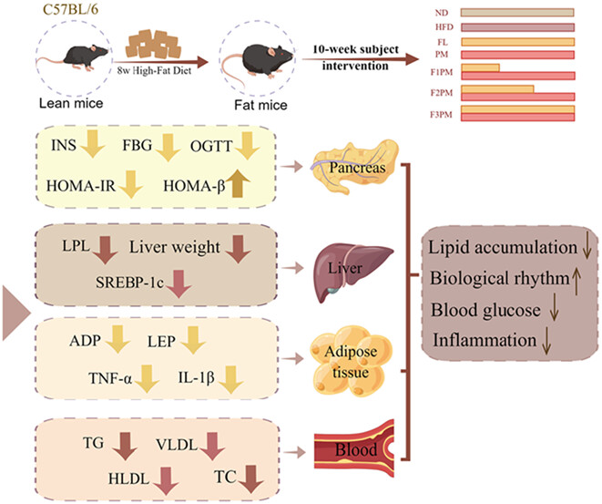 Effects of Poria cocos extract and protein powder mixture on glucolipid metabolism and rhythm changes in obese mice