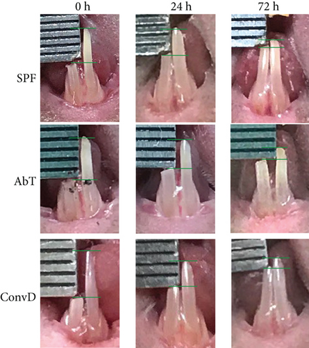 Details are in the caption following the image Details are in the caption following the image
