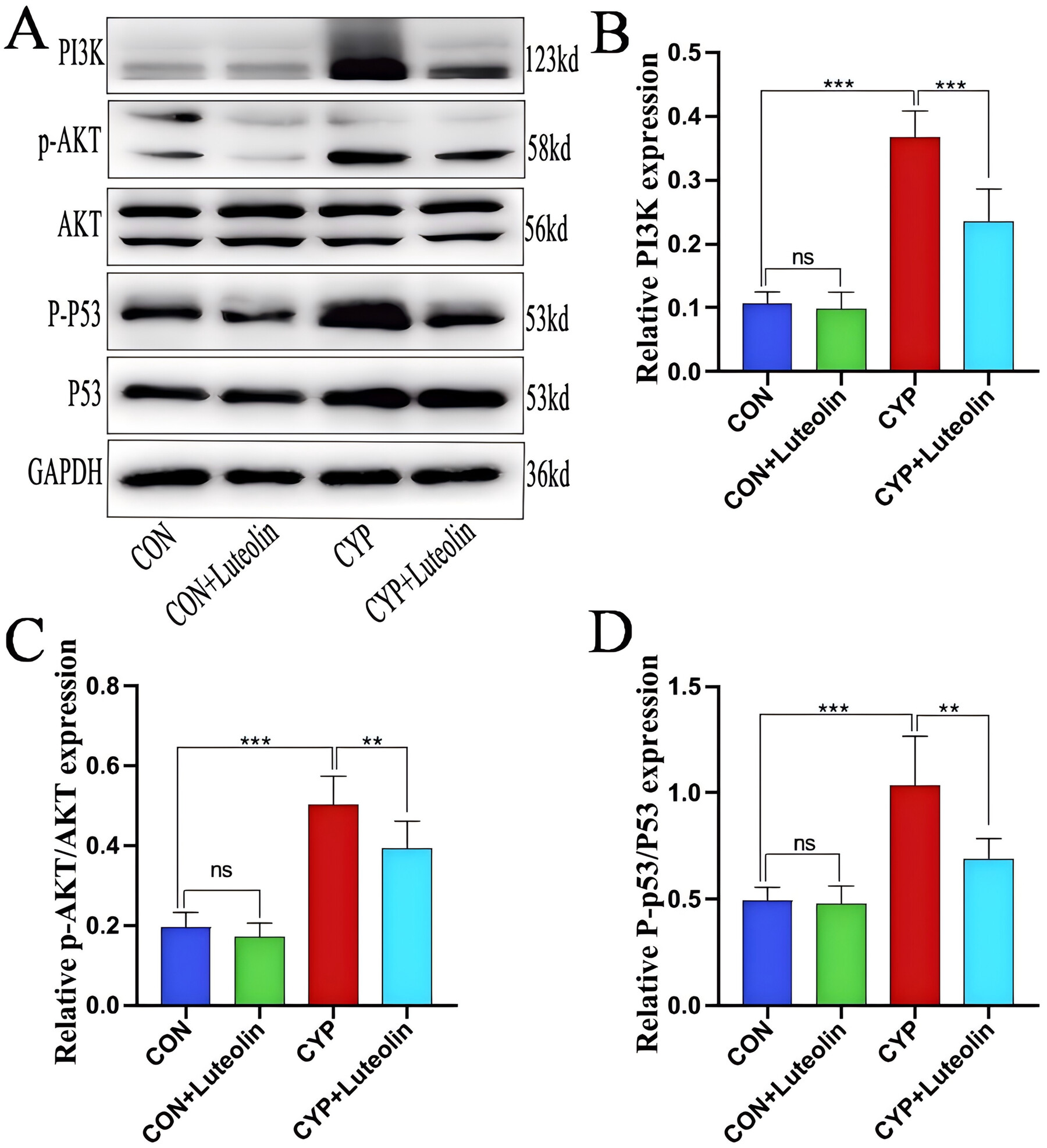 Active Compounds, Targets, and Mechanisms of Salvia miltiorrhiza Bunge in Treating Interstitial Cystitis/Bladder Pain Syndrome