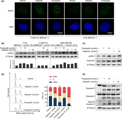 Pharmacologic characterization of fluzoparib, a novel poly(ADP-ribose) polymerase inhibitor undergoing clinical trials