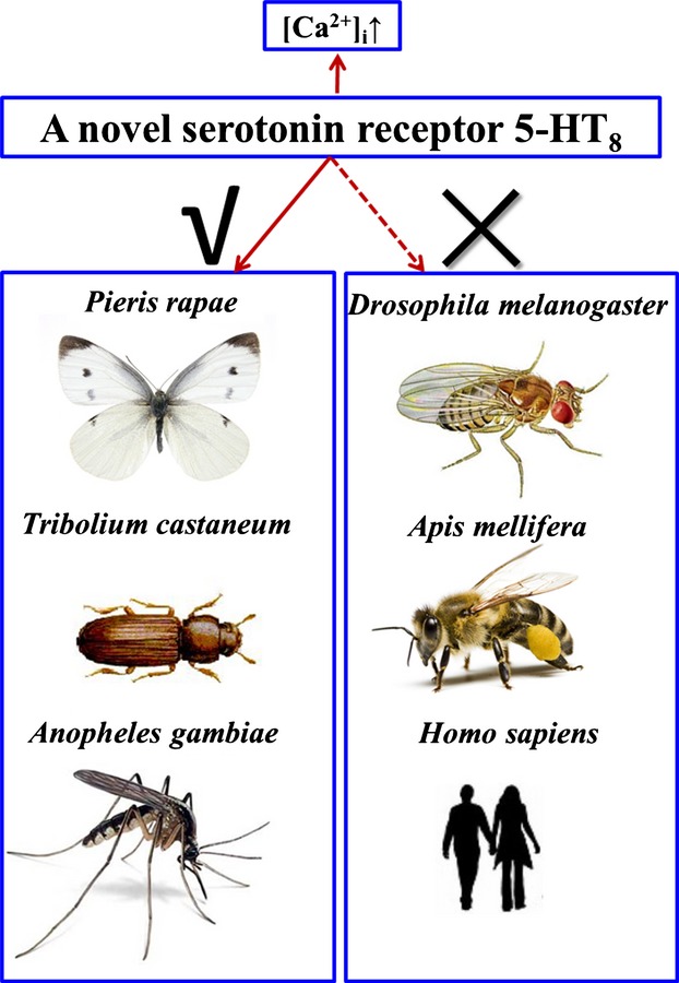 Larvae of the small white butterfly, Pieris rapae, express a novel serotonin receptor