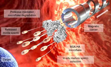 Magnetic Micromotors for Multiple Motile Sperm Cells Capture, Transport, and Enzymatic Release