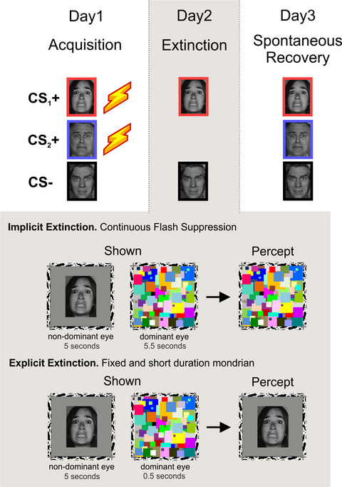 Implicit but not explicit extinction to threat-conditioned stimulus prevents spontaneous recovery of threat-potentiated startle responses in humans