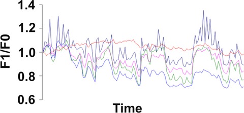 Stimulus-induced pacemaker activity in interstitial cells of Cajal associated with the deep muscular plexus of the small intestine