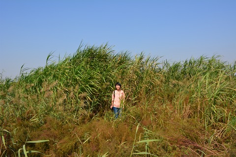 Transcriptomic characterization of candidate genes responsive to salt tolerance of Miscanthus energy crops