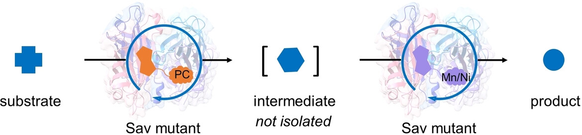 Artificial Metalloenzymes with Two Catalytic Cofactors for Tandem Abiotic Transformations