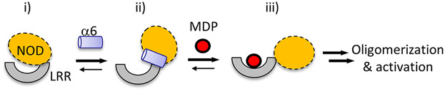 Enhancement of Muramyl Dipeptide-Dependent NOD2 Activity by a Self-Derived Peptide