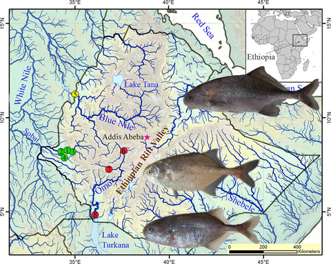 New insights into the molecular phylogeny and taxonomy of mormyrids (Osteoglossiformes, Actinopterygii) in northern East Africa