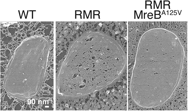 Relationship between the Rod complex and peptidoglycan structure in Escherichia coli