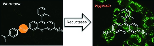 Development of Azo-Based Fluorescent Probes to Detect Different Levels of Hypoxia