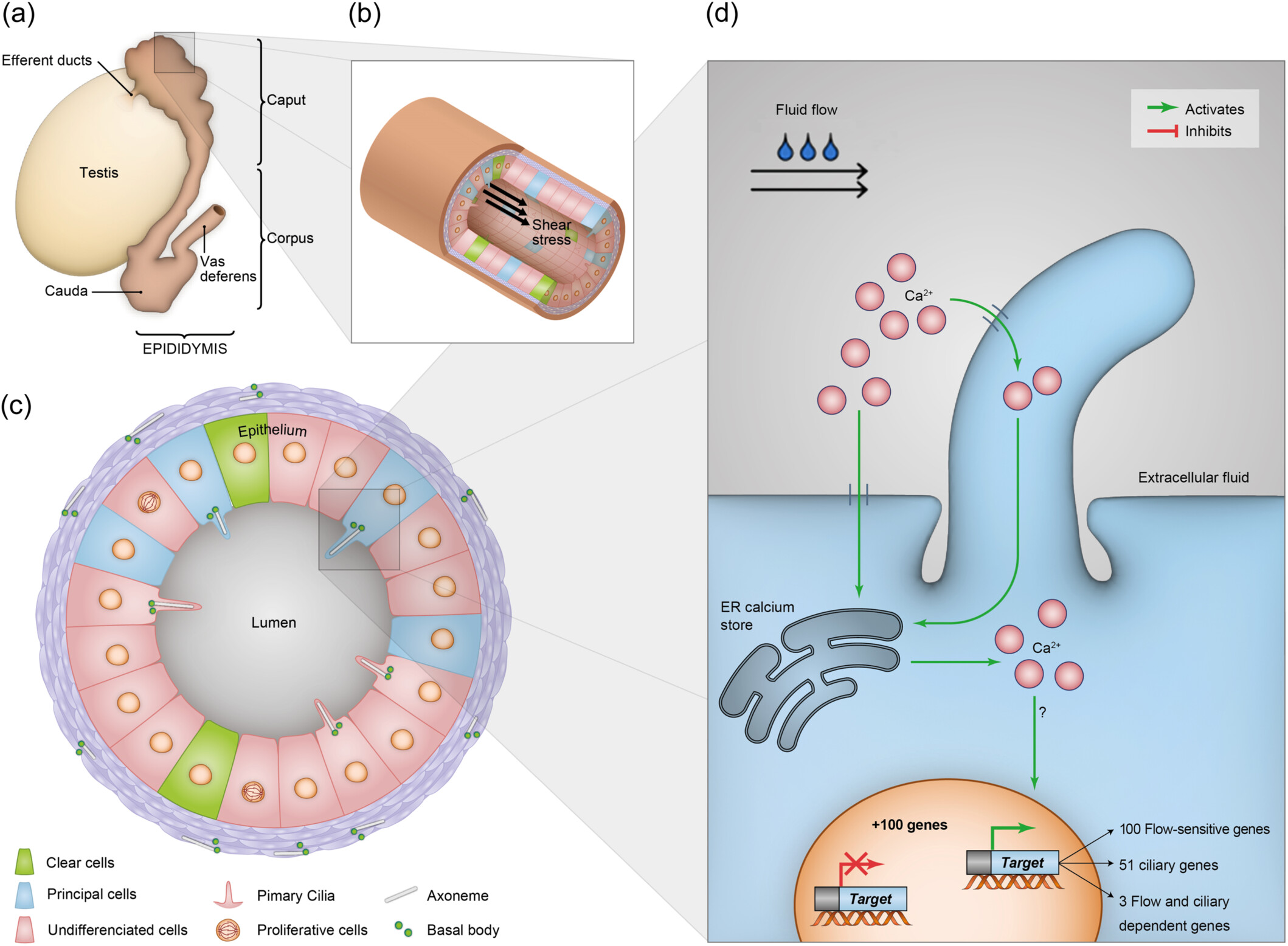 Shear stress effects on epididymal epithelial cell via primary cilia mechanosensory signaling