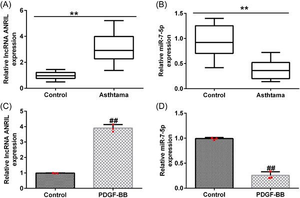 Long noncoding RNA antisense noncoding RNA in the INK4 locus inhibition alleviates airway remodeling in asthma through the regulation of the microRNA-7-5p/early growth response factor 3 axis