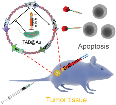 Bacteria-Mediated Tumor Therapy via Photothermally-Programmed Cytolysin A Expression
