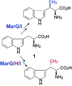 Stereospecific Biosynthesis of β-Methyltryptophan from L-Tryptophan Features a Stereochemical Switch