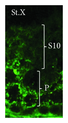 Details are in the caption following the image