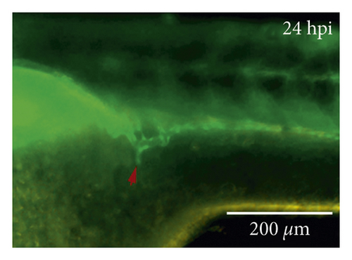 Details are in the caption following the image