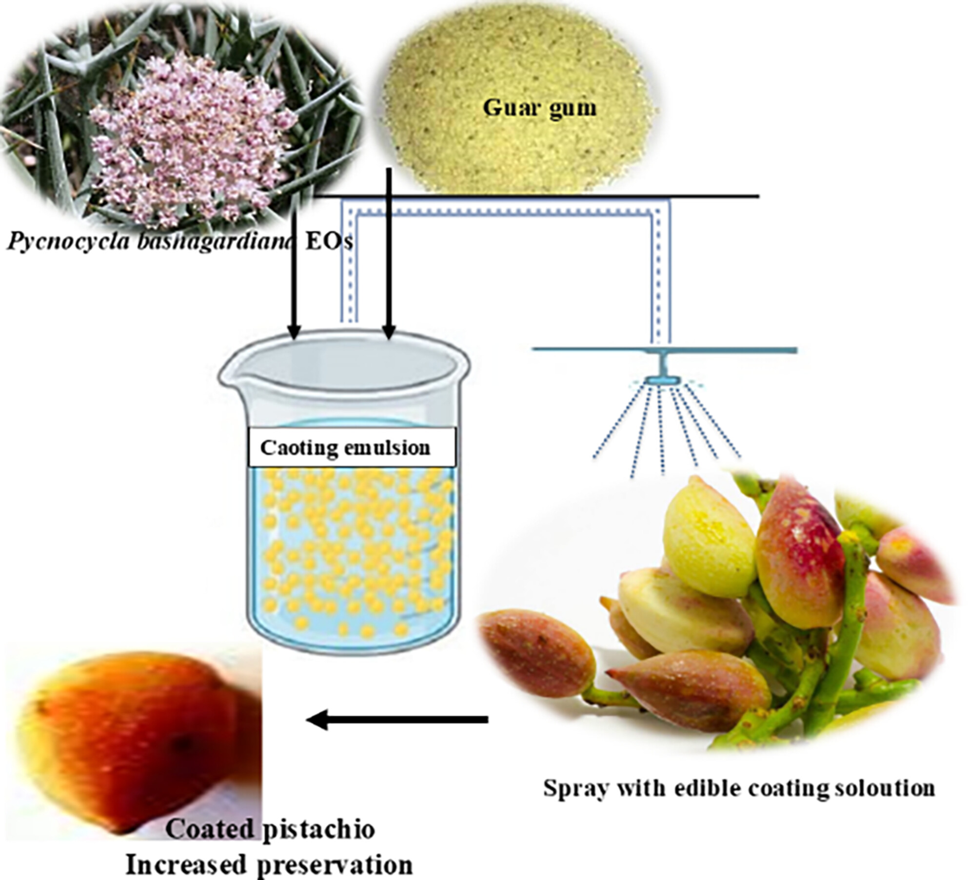 Cyamopsis tetragonoloba Gum-Based Active Coatings Incorporated With Pycnocycla bashagardiana Essential Oil for Reducing Postharvest Losses of Fresh Pistachio Fruits