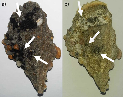 Biosurfactant Production by Acinetobacter venetianus and Its Application in Bioremediation