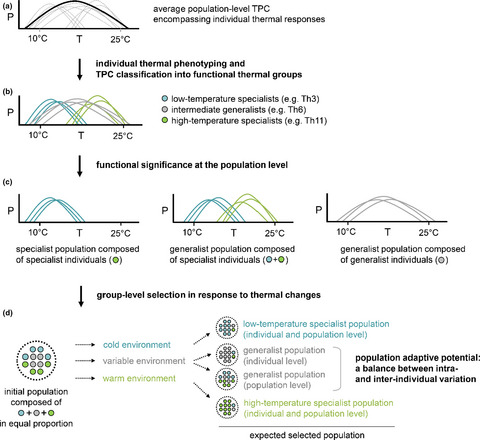 Patterns of thermal adaptation in a globally distributed plant pathogen: Local diversity and plasticity reveal two-tier dynamics