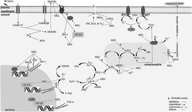 Melatonin application in targeting oxidative-induced liver injuries: A review