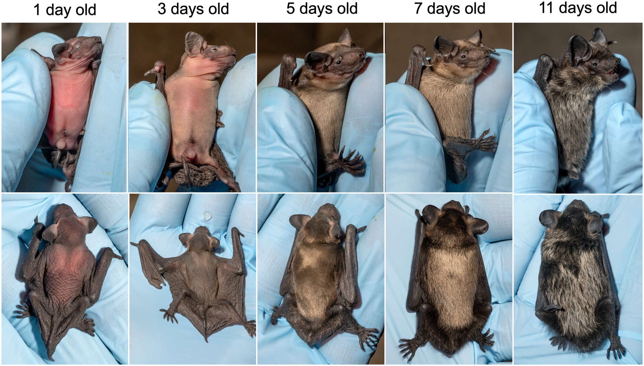 Individual variation in breeding phenology and postnatal development in northern bats (Eptesicus nilssonii)