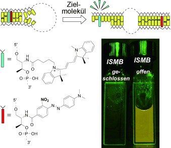 Coherent Quenching of a Fluorophore for the Design of a Highly Sensitive In-Stem Molecular Beacon