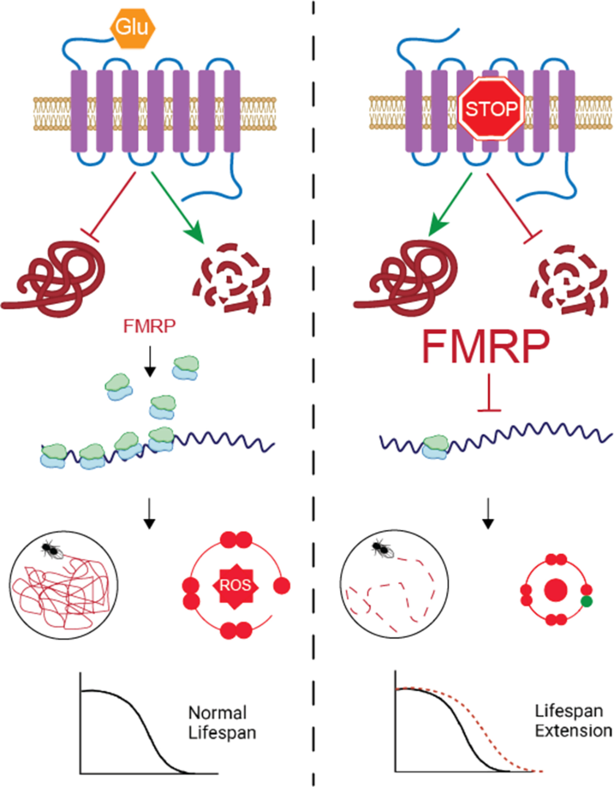 Genetic and Pharmacological Inhibition of Metabotropic Glutamate Receptor Signalling Extends Lifespan in Drosophila