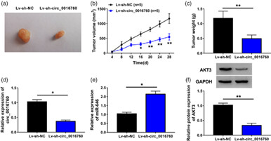 Circ_0016760 accelerates non-small-cell lung cancer progression through miR-646/AKT3 signaling in vivo and in vitro