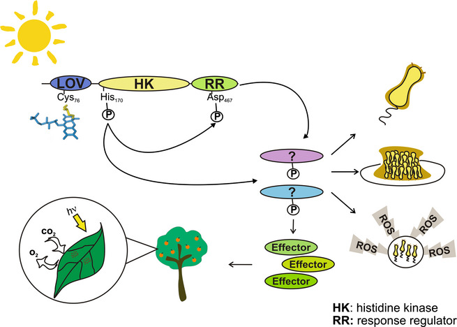 Functional Characterization of a LOV-Histidine Kinase Photoreceptor from Xanthomonas citri subsp. citri