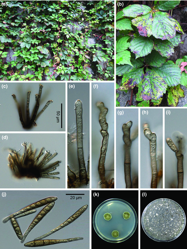 Details are in the caption following the image Details are in the caption following the image