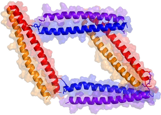 Programmed Supramolecular Assemblies Using Orthogonal Pairs of Heterodimeric Coiled Coil Peptides