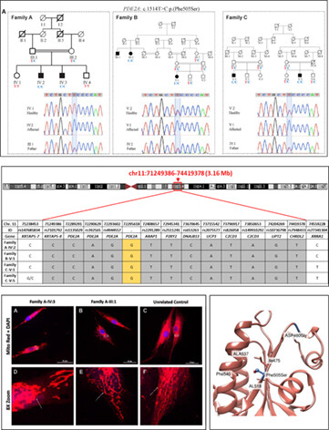 A homozygous founder variant in PDE2A causes paroxysmal dyskinesia with intellectual disability