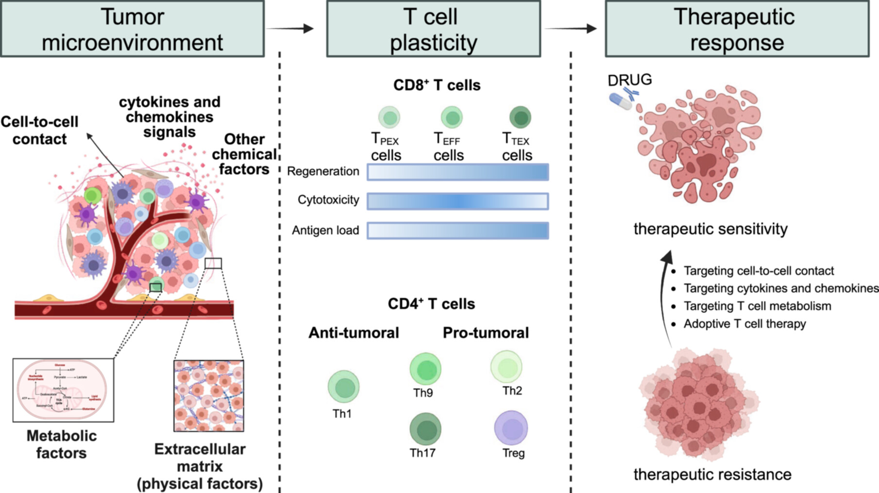 Unlocking T-Cell Plasticity in the Tumor Microenvironment: Implications for Cancer Progression and Therapeutic Strategies