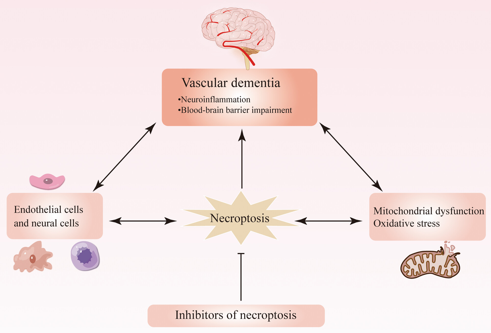 Advances in the Study of Necroptosis in Vascular Dementia: Focus on Blood–Brain Barrier and Neuroinflammation