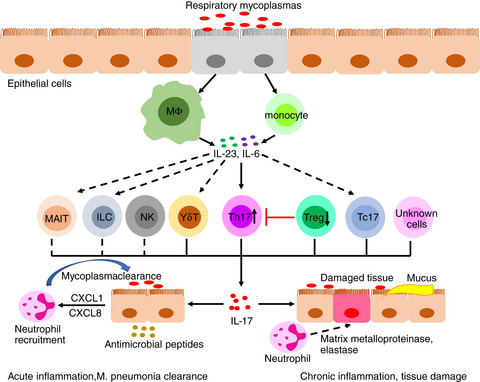 Biological functions of IL-17-producing cells in mycoplasma respiratory infection