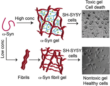Cytotoxic Oligomers and Fibrils Trapped in a Gel-like State of α-Synuclein Assemblies
